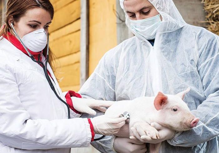 Swine Fever Vaccine Market