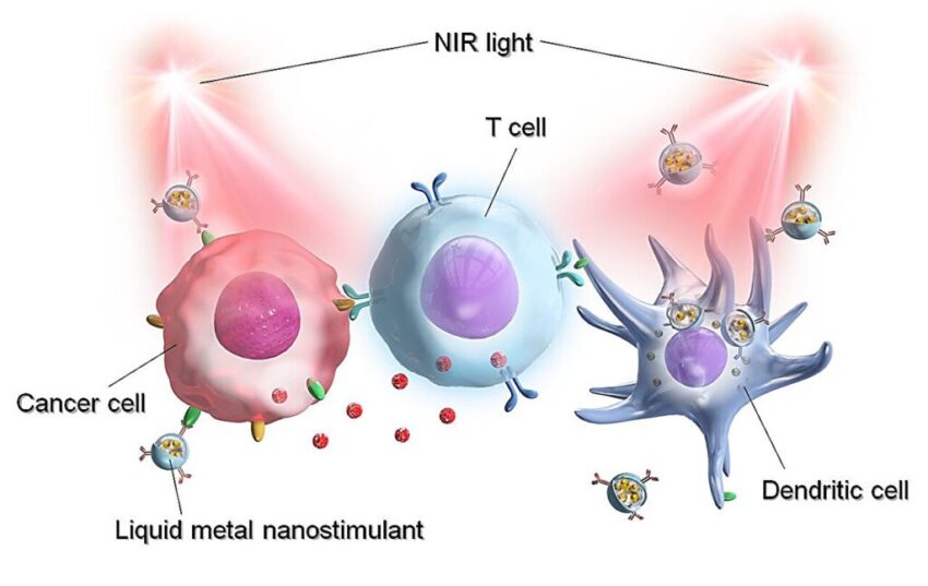 Overcoming Immunotoxicity in Chemotherapy of Lipid Nanoparticles through Chemical Conjugation: New Findings